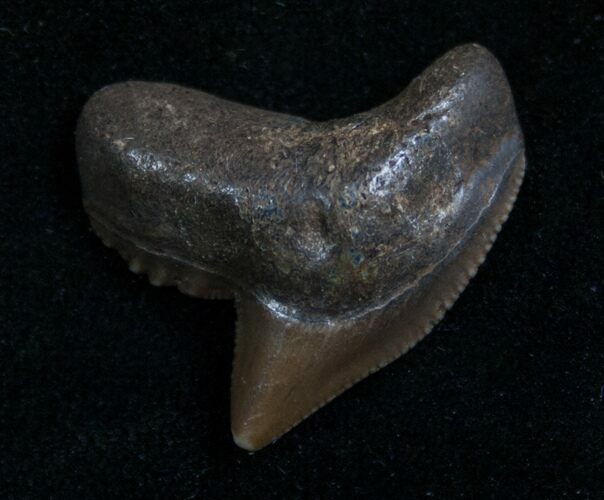 Fossil Tiger Shark Tooth From Georgia - #7653